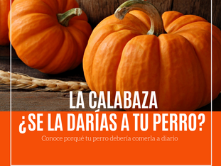 La calabaza ¿Se la darías a tu perro? 