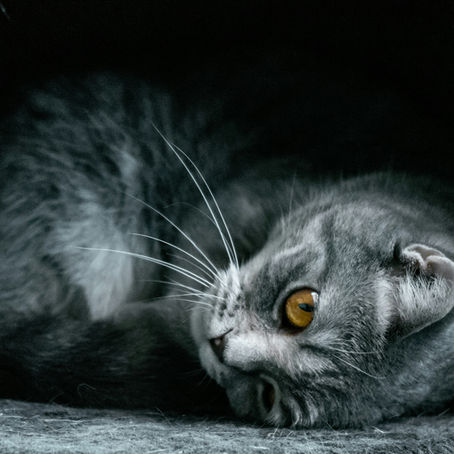 Does My Cat Love Me? Decoding Feline Affection