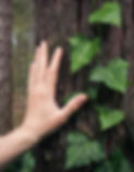 Male Hand on Tree bark with leaves next to it