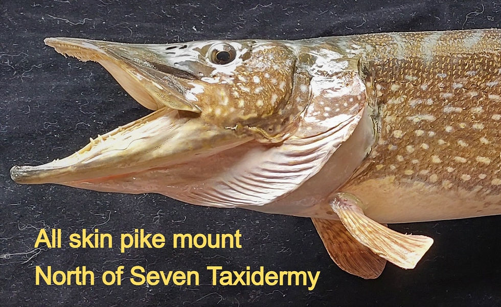 pike_edited_edited.jpg