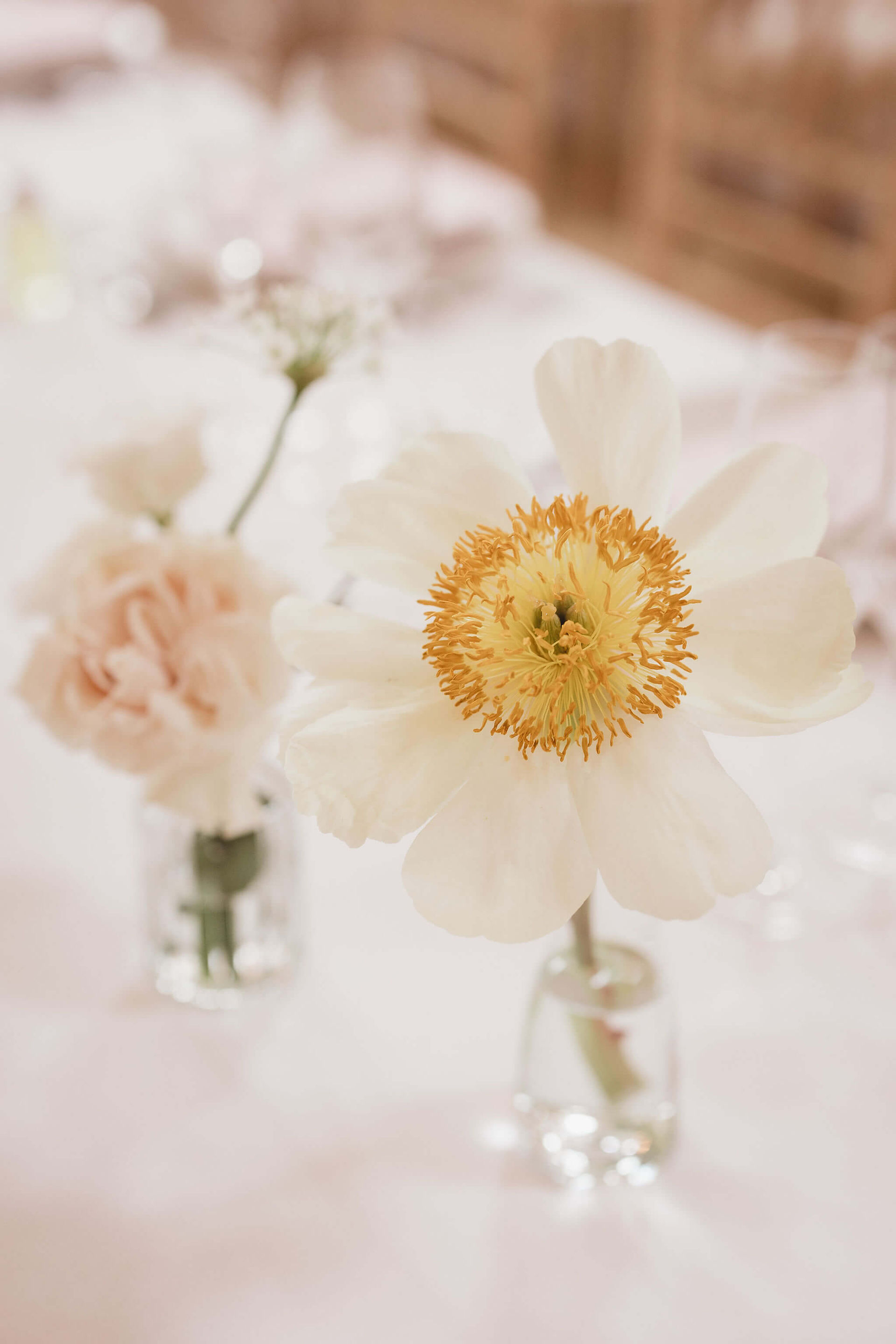 peony Claire de Lune