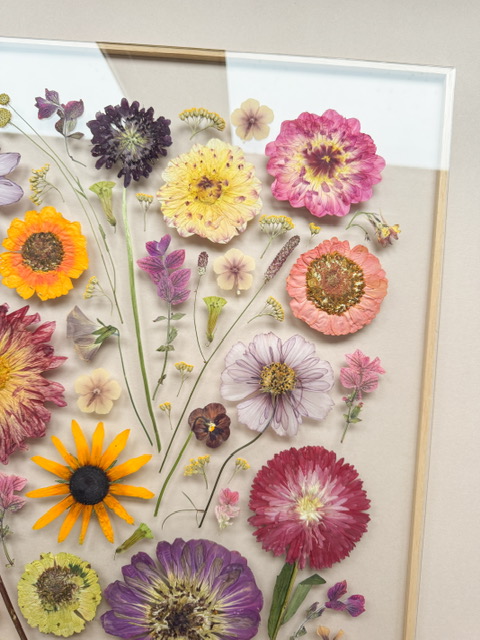 beautiful, pressed and framed flowers in vibrant colours 