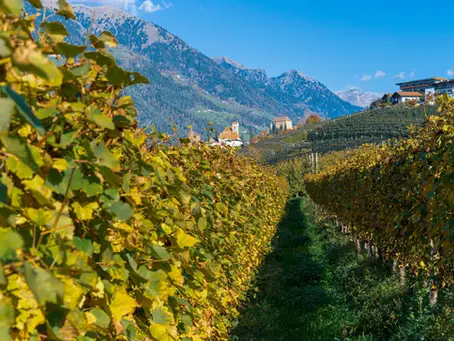 Scenic view of a hillside vineyard in Italy with historic stone buildings and mountains in the background.