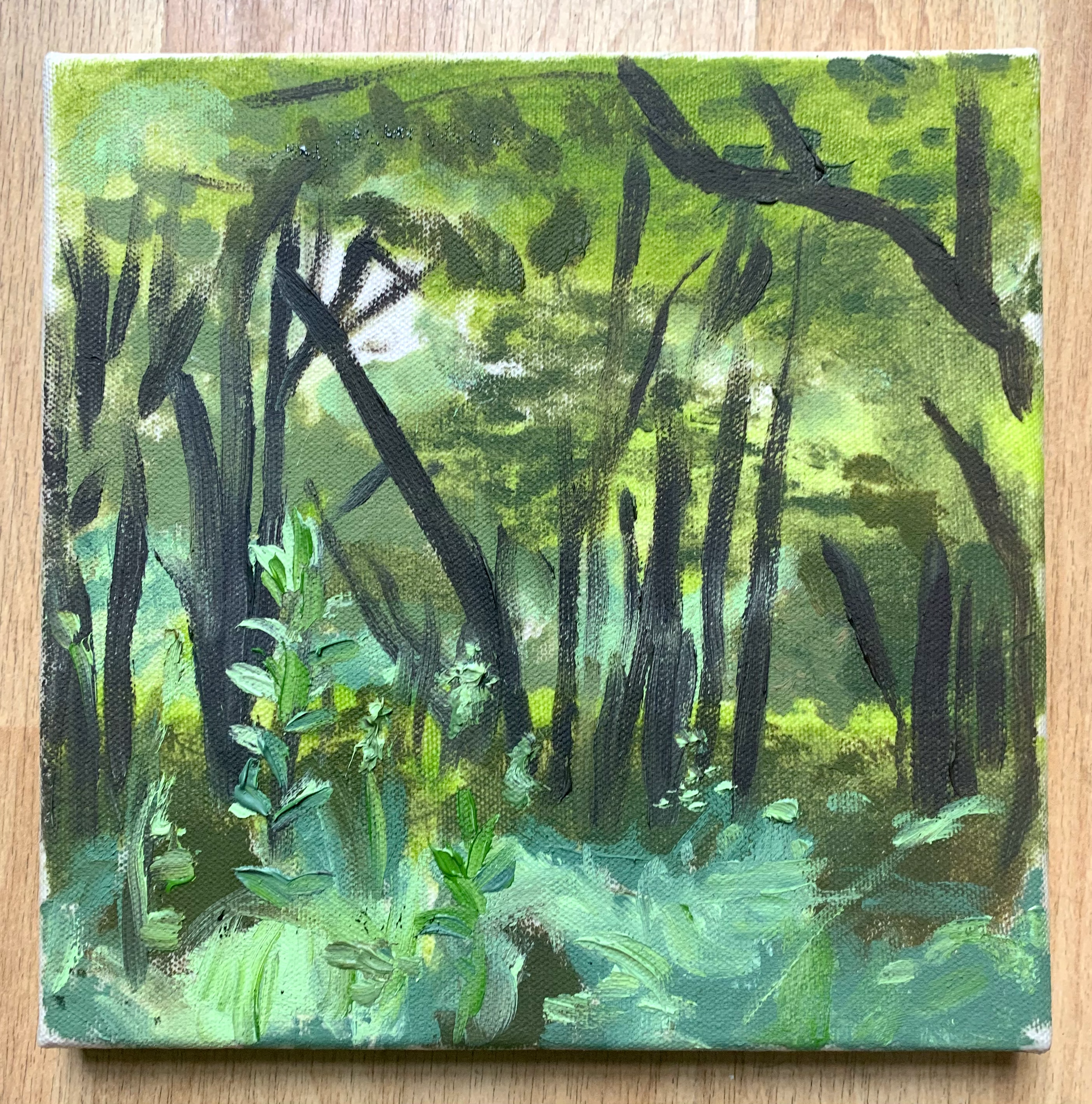 "Dolly Sods - Beside my Campsite"