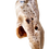 Thumbnail: Whole Dogfish (Shark)