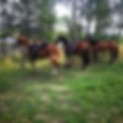 7&diamond ranch in merrit bc