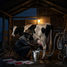 Pre-dawn Milking of Anansi's Island-Cow by Dr Dennis A Minott.