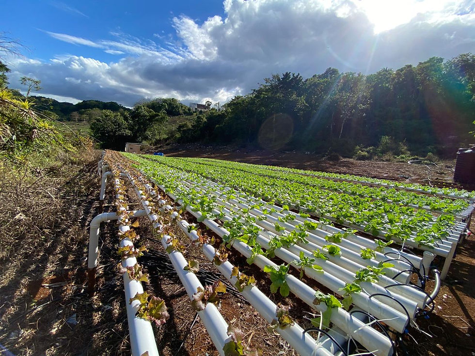 Credit: OurToday Rows of lettuce grown using the Nutrient Film Technique (NFT) hydroponic style on young Jamaican farmer, Shane Lyn-Cook’s farm in Aboukir, St. Ann. (Photo: JIS)