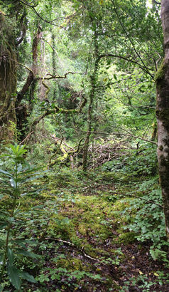 A lush native woodland