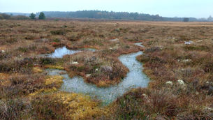 World Wetlands Day: New project will restore and rehabilitate peatlands