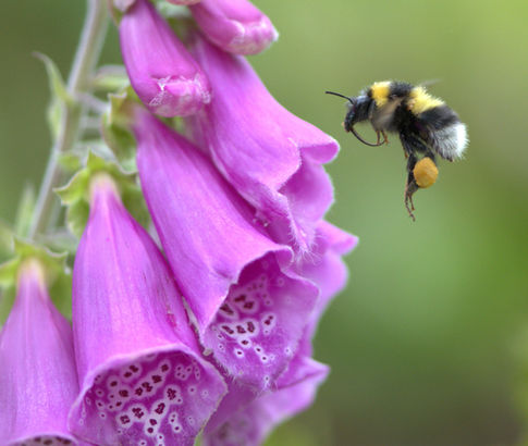 A Bombus hortorum bumblebee flies close to a pink foxglove