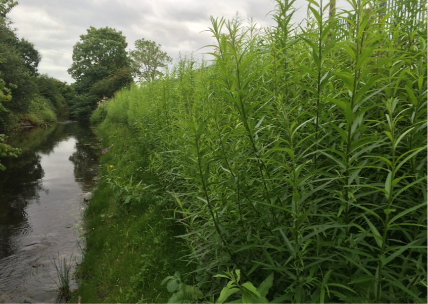 This shows the riverbank eight weeks after the works were completed - a haven for biodiversity!