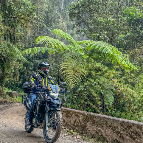 Adventure motorcycle rider on a jungle road surrounded by tall ferns.