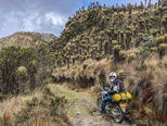 Motorcyclist riding through páramo landscape with frailejones plants near Nevado del Ruiz, Colombia Andes.