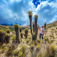 Person hiking through a páramo field with frailejón plants in the mist.