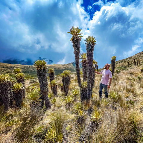 Person hiking through a páramo field with frailejón plants in the mist.