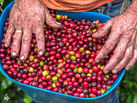 Hand holding freshly picked red coffee beans in basket, Colombian Coffee Region.