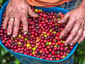 Coffee farmer with basket of beans, part of a Colombia motorcycle tour cultural stop.