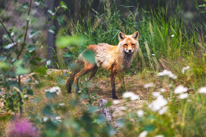 Wildlife