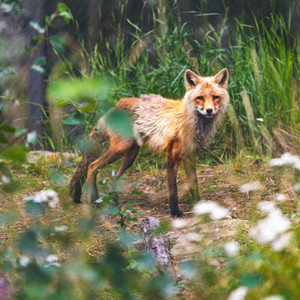 Wildlife