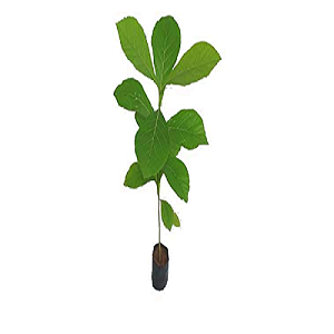 Timber plant.png
