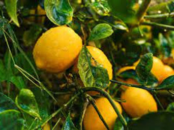 meyer lemon Zishan Nursery Wholesale Plant Nursery in Saharanpur