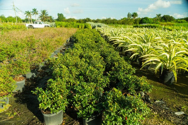 Organized nursery rows of green shrubs and variegated plants showing clear landscape structure