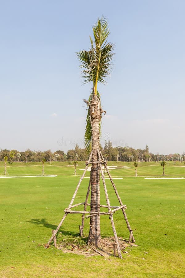 A young palm supported by a wooden tripod stake in an open yard — clean, no watermark, and exactly what the staking section describes.