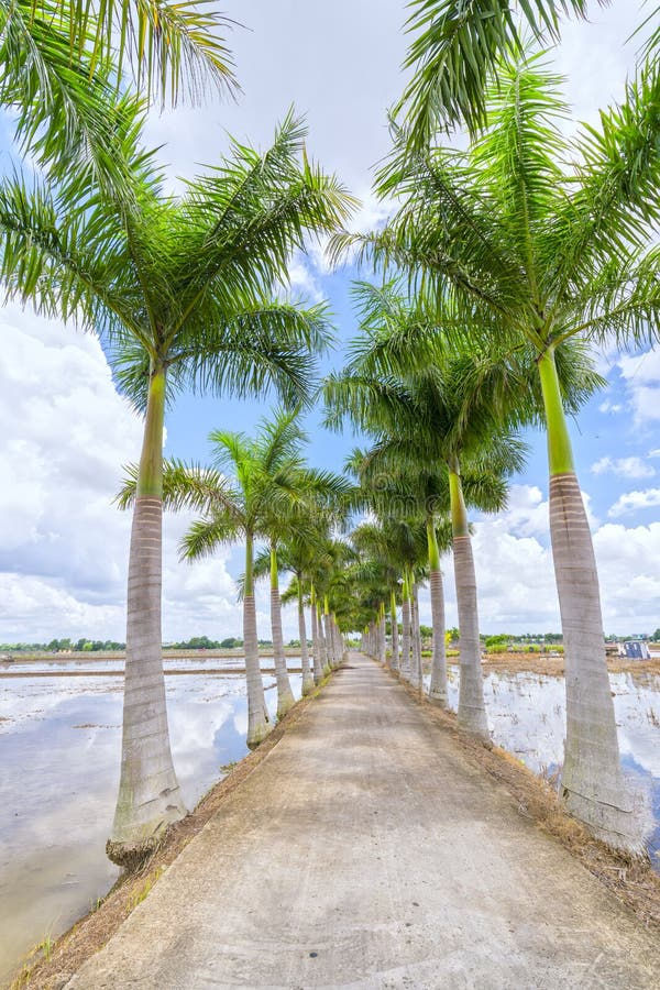 How Free Plant Delivery Works at Santana & Plants Corp