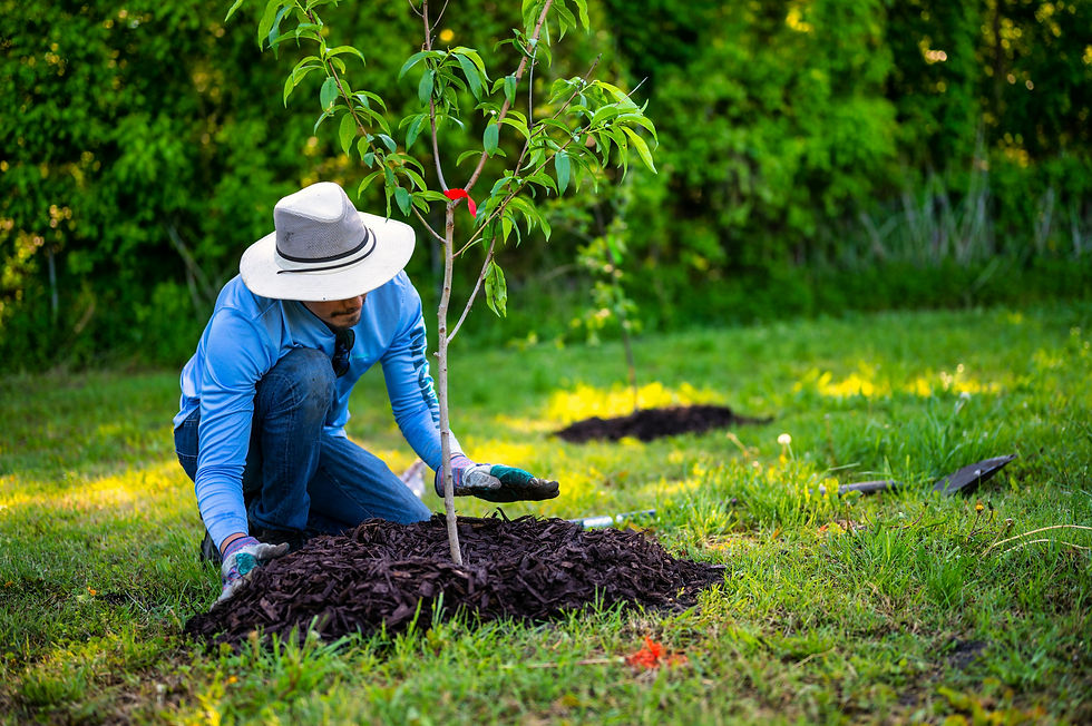 Person applying mulch around a newly planted young tree in a grassy landscape.