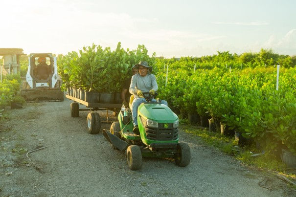Worker transporting hedge plants through the nursery for installation