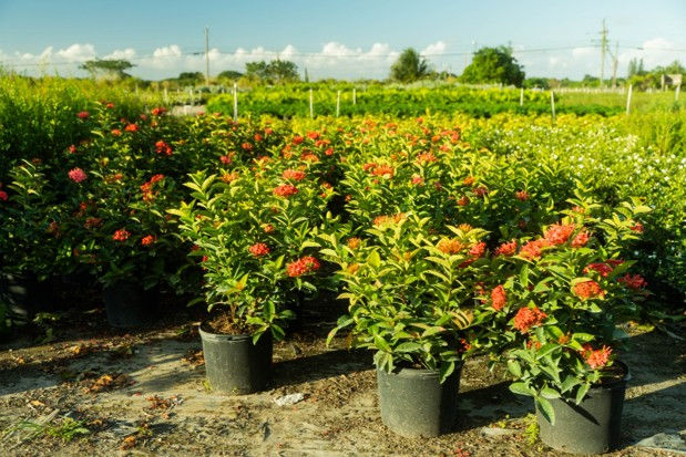 Repeated rows of red-flowering shrubs at a South Florida nursery