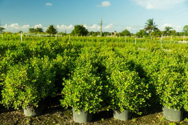Rounded shrub stock grown in full sun. Light levels drive density, and thin growth is usually a site problem rather than a plant-quality problem.