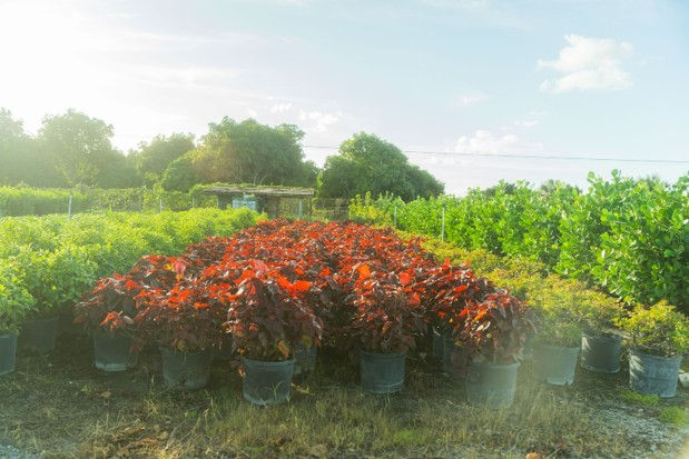 Bold red foliage grouped as a focal accent among green nursery plants