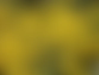 Comunicado alerta para danos ao rebanho bovino da espécie maria-mole