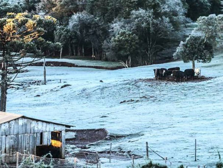 Comunicado meteorológico avalia impacto da geada de agosto na produção gaúcha