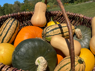 Les courges d’automne : 6 variétés à découvrir et à cuisiner