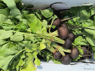 Les radis noirs : une racine pleine de caractère