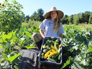 Quand les courgettes se transforment en dessert