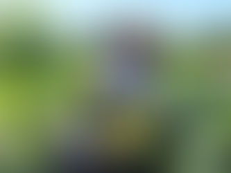 Quand les courgettes se transforment en dessert