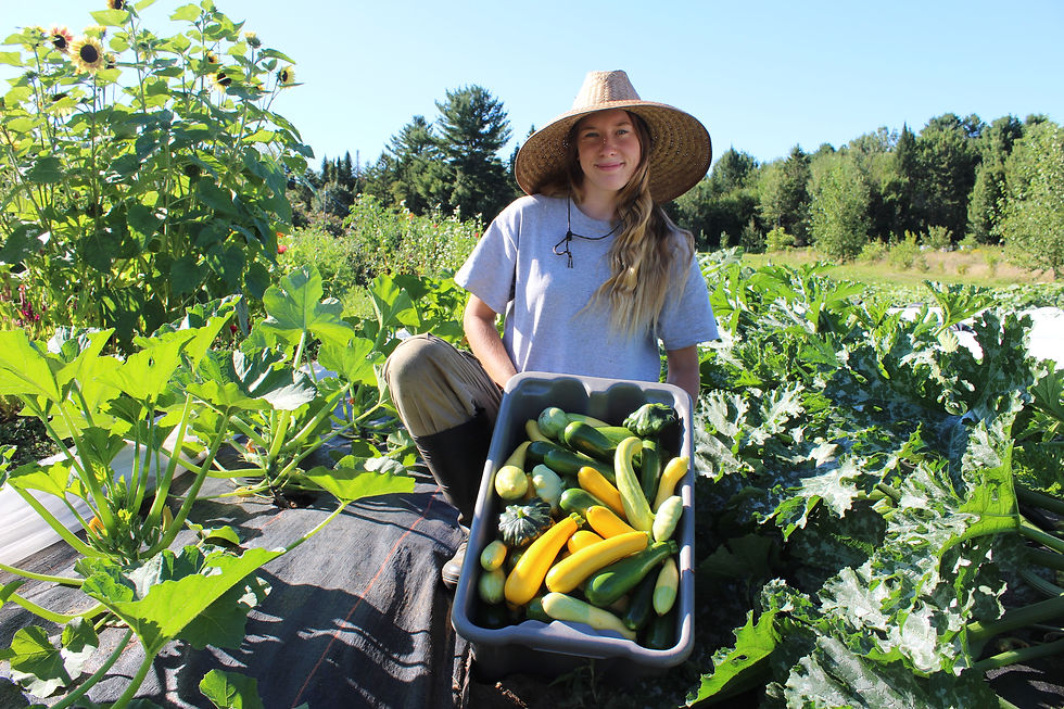 Les courgettes de cette saison ne sont pas seulement magnifiques, elles sont aussi incroyablement savoureuses