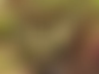 L’impact du bio sur la biodiversité : qu’est-ce qu’on voit dans notre champ?