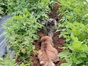 Comment nos chats contribuent à l’équilibre de notre ferme