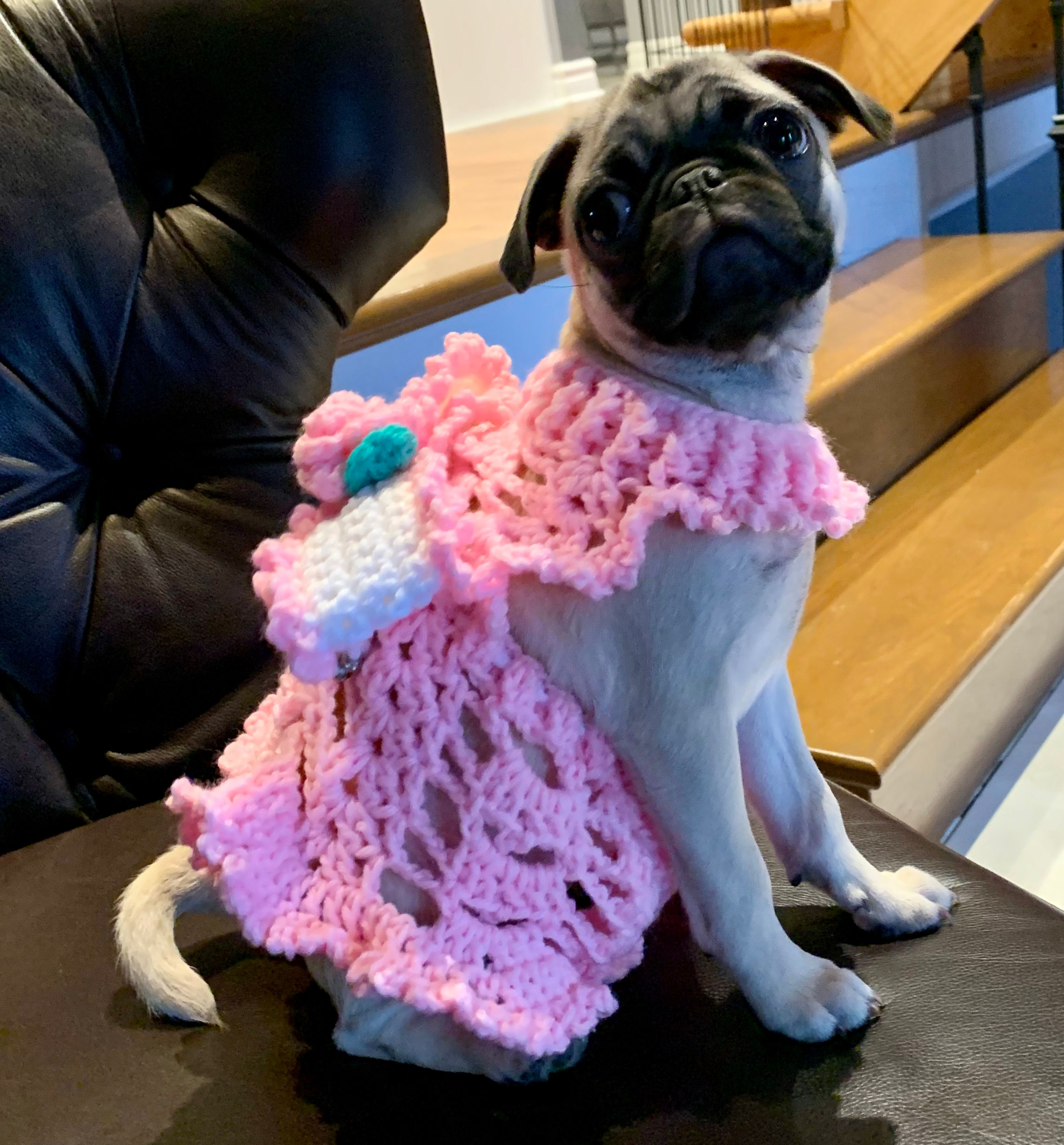 Doggy Dress