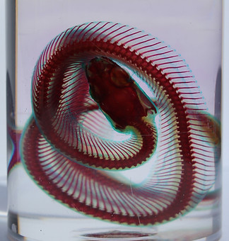 Clearing and staining