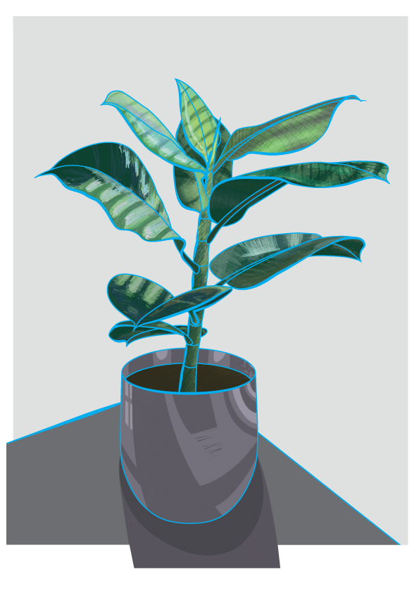 rubber plant