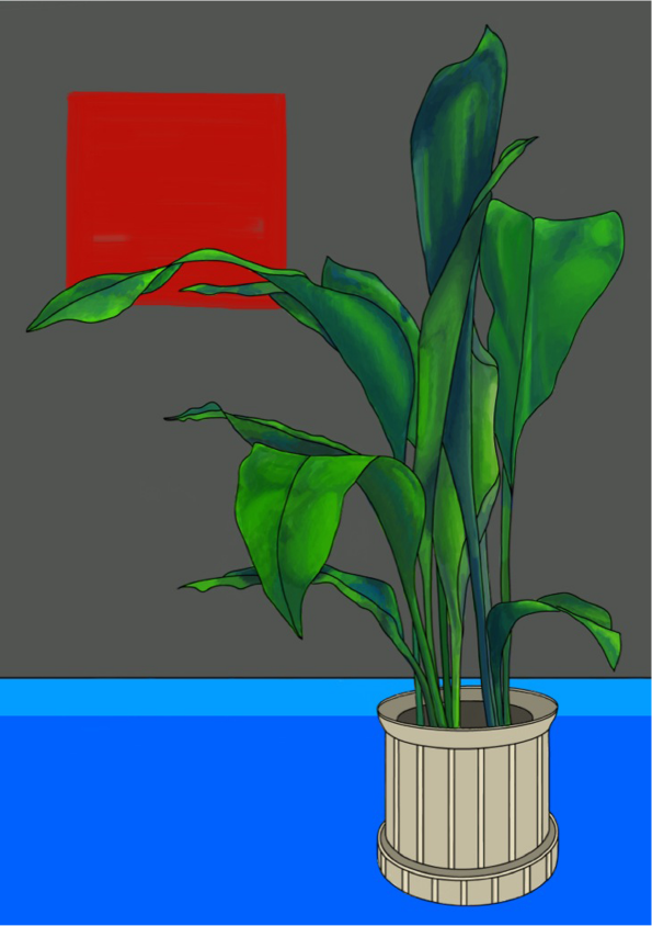 aspidistra colour
