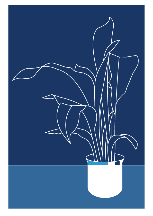 aspidistra line