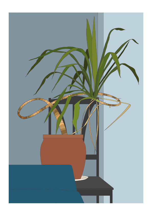 yucca_colour