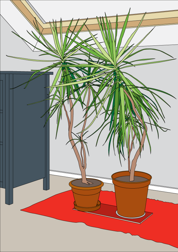 loft plants